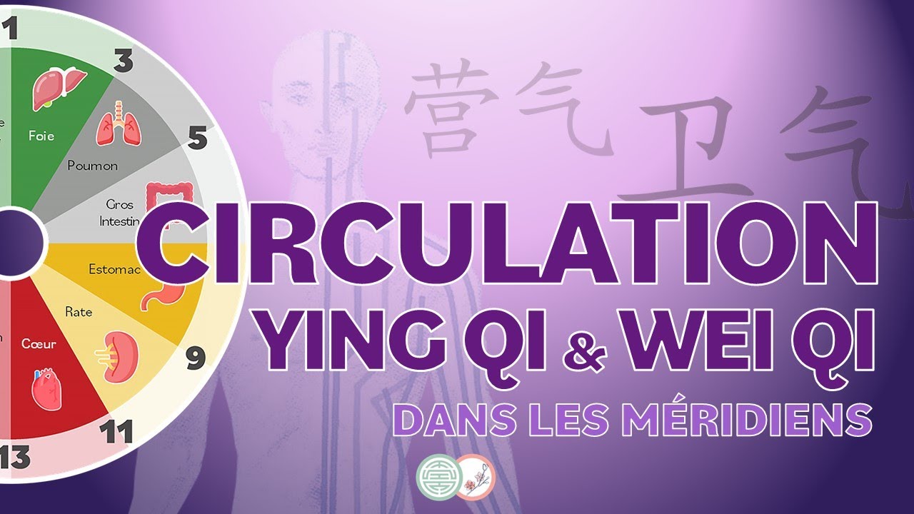 #25 - YING QI et WEI QI – La CIRCULATION CIRCADIENNE - Médecine Traditionnelle Chinoise