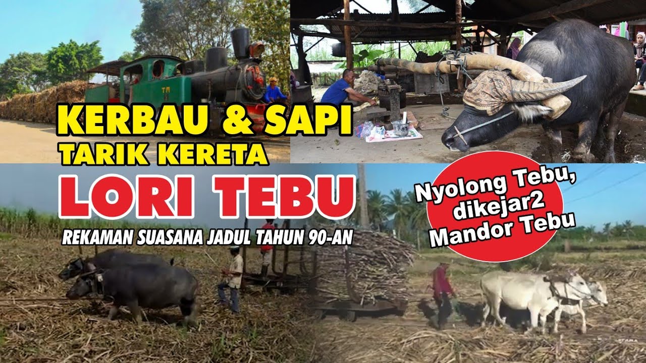 Dikejar Mandor Tebu 🔴 Suasana Jaman Dulu Kerbau dan Sapi Tarik Kereta Lori Tebu