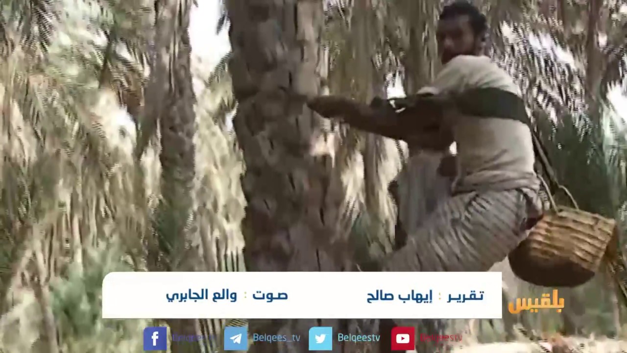 شاهد موسم حصاد التمور في مزارع الحديدة | تقرير ايهاب صالح