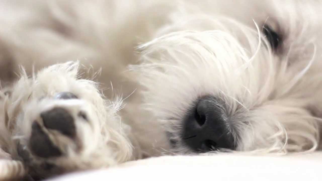 Sleepy Westie - Snowie
