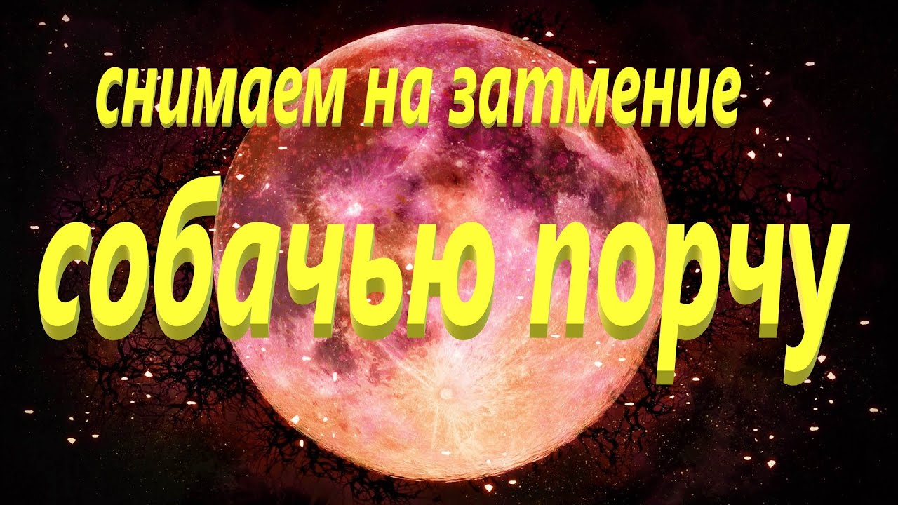 СНИМАЕМ‼️👹 СОБАЧЬЮ ПОРЧУ МОЩНО🔥💯 НА ЗАТМЕНИЕ РИТУАЛ ОНЛАЙН