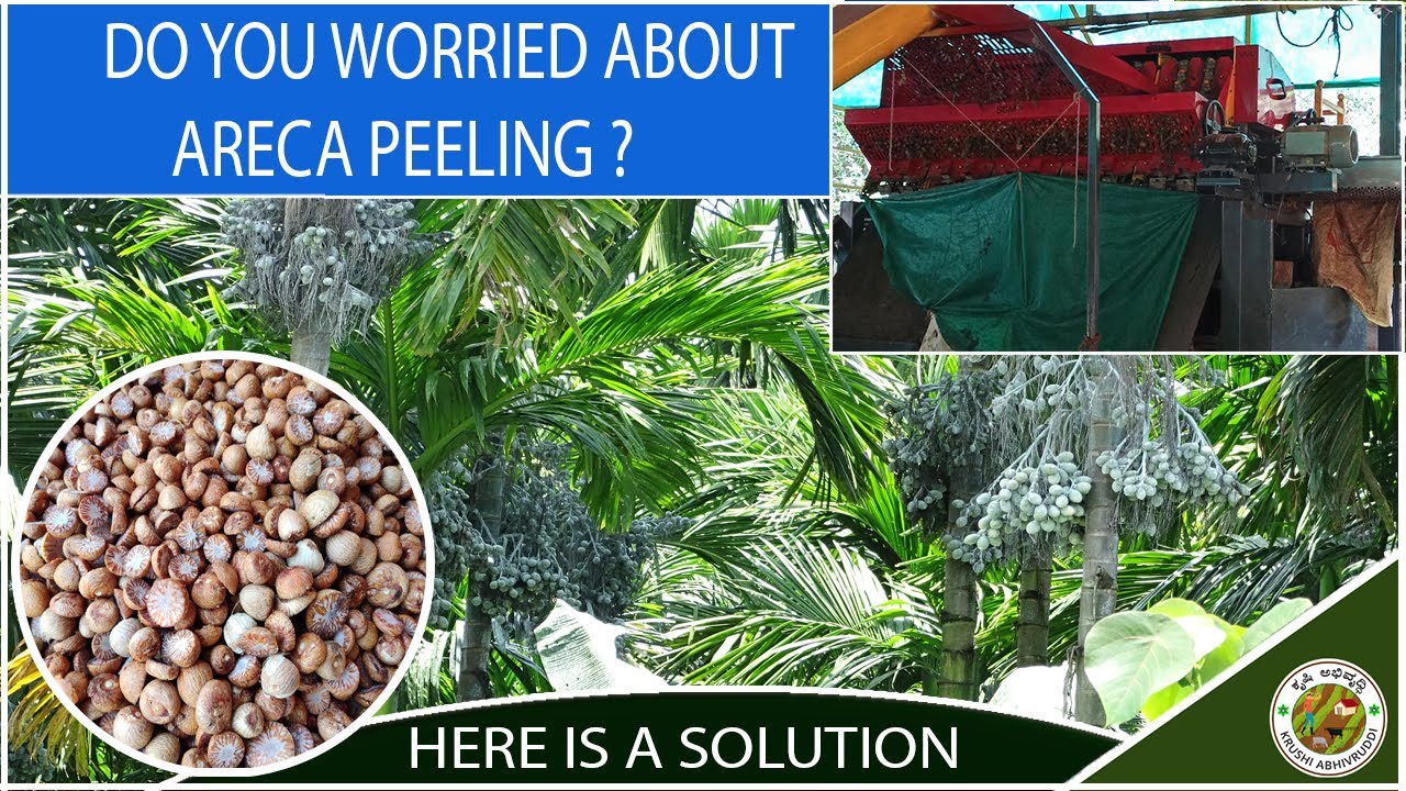 Now areca nut peeling  work is easy…Here is perfect machine.