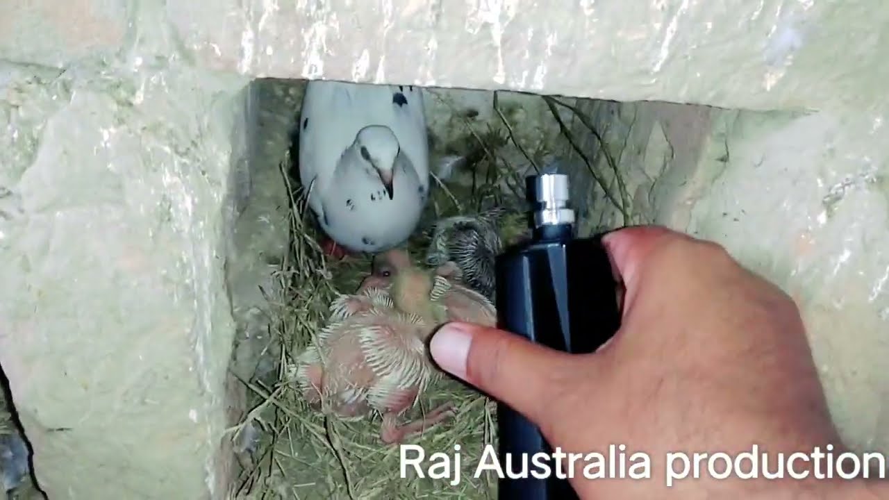 pigeons baby how to protect from mosquito 🦟 bites! #pigeons #mosquito #protection #chasifprince1