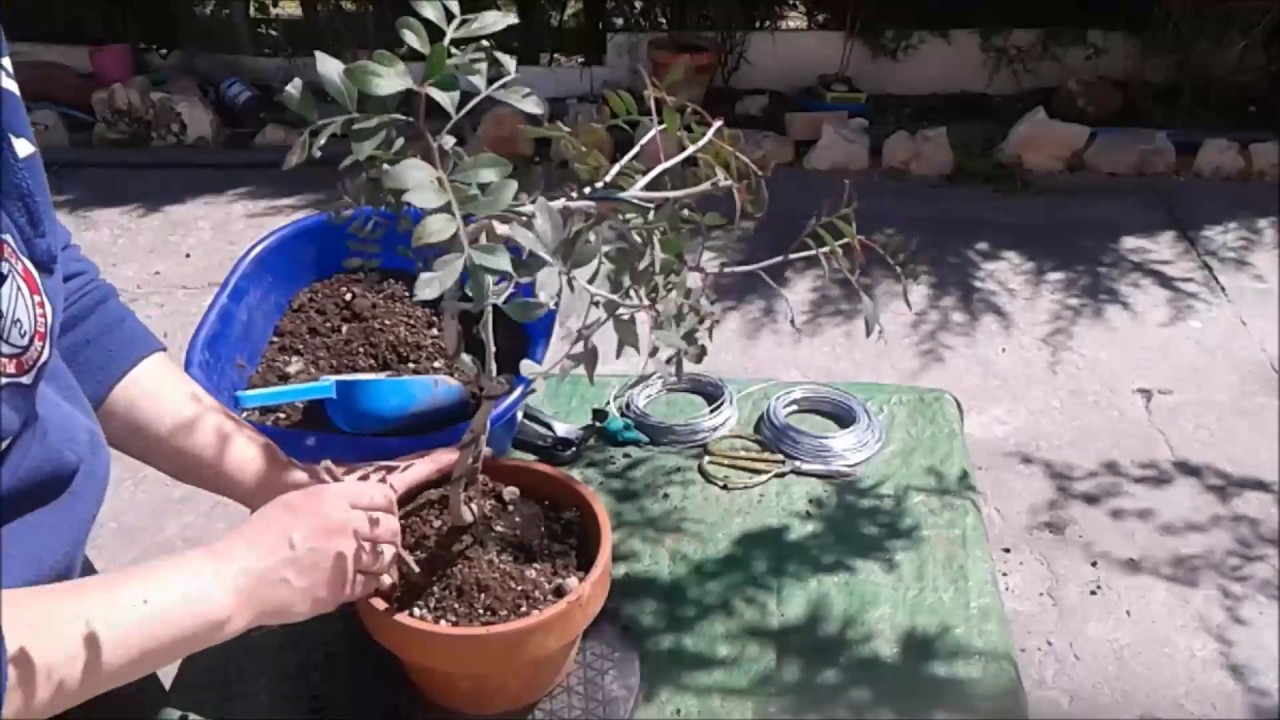 Transplante de Lentisco 26/03/2018