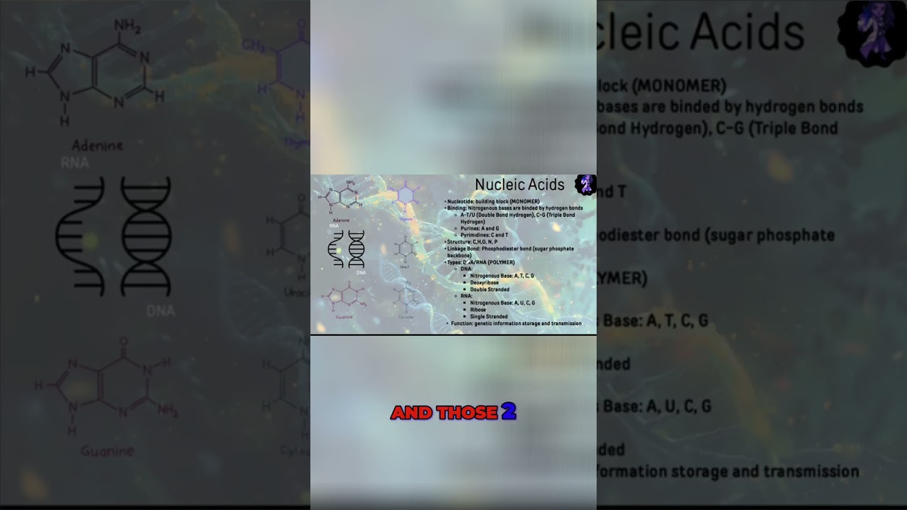 The Basics of DNA and RNA: Understanding Nucleotides and Genetic Information