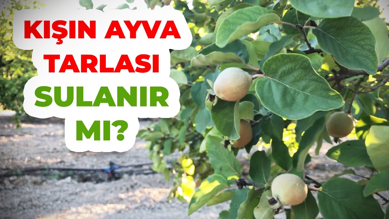 Ayva Tarlası Ne Zaman ve Ne Kadar Sulanmalı