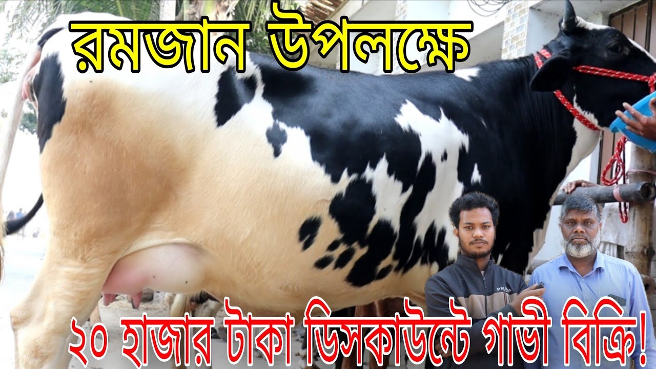 রমজান উপলক্ষে ১৫ থেকে ৩২ লিটার দুধের গাভী কিনুন!আজ সৌদি প্রবাসী মোশারফ কাকার ২০ হাজার টাকা ডিসকাউন্ট