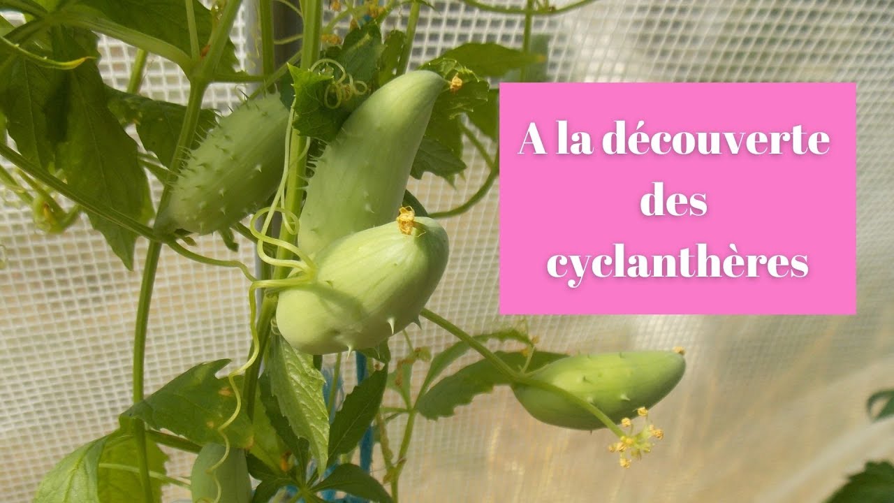A la découverte des cyclanthères