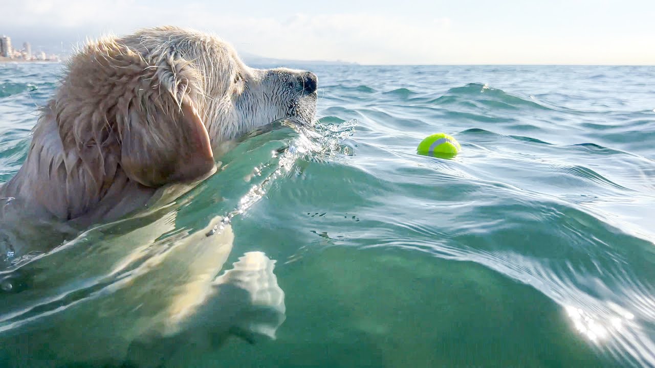Golden Retriever Morning Routine in Summer [Beach Day with Bailey]