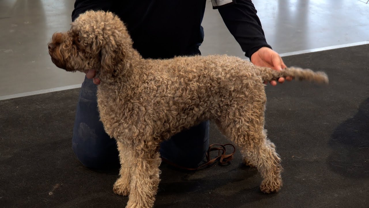 Rasowe psy na poznańskich targach