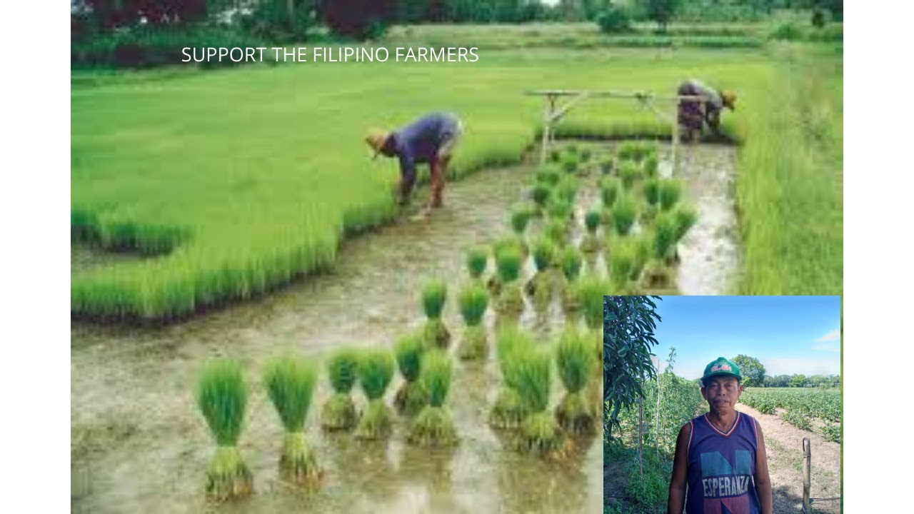 How to Graft Carabao Mango and Pajo Mango? And Why Mango Trees are Important to our environment?