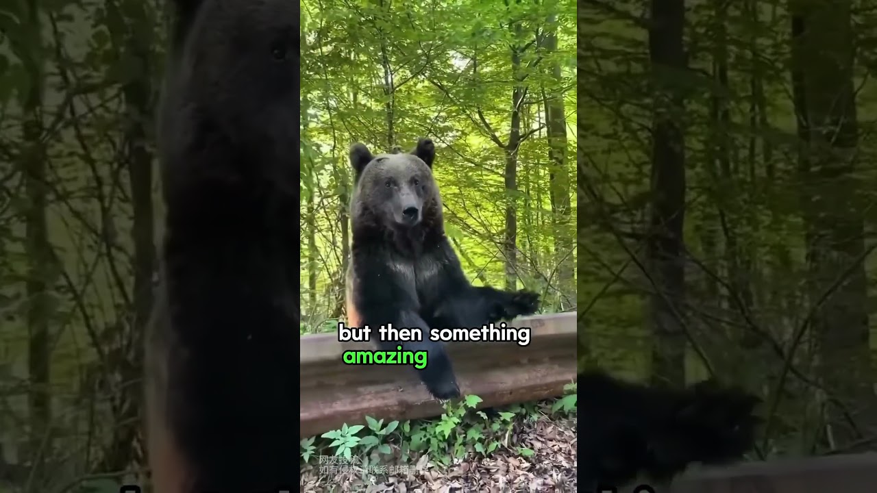 This family rescued a bear that was hit by a car