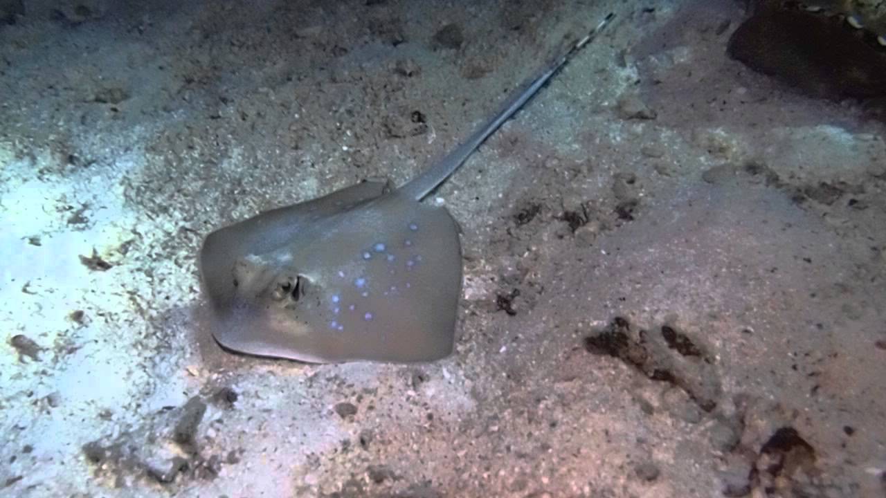 Blue Spot Ray @ Sount Andaman