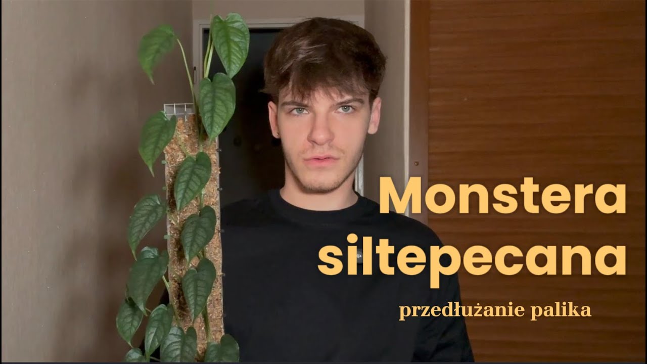 PALIK Z MCHEM DLA ROŚLIN | Monstera siltepecana | Przedłużanie palika