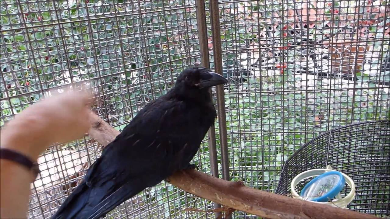 PET CROW COMES HOME