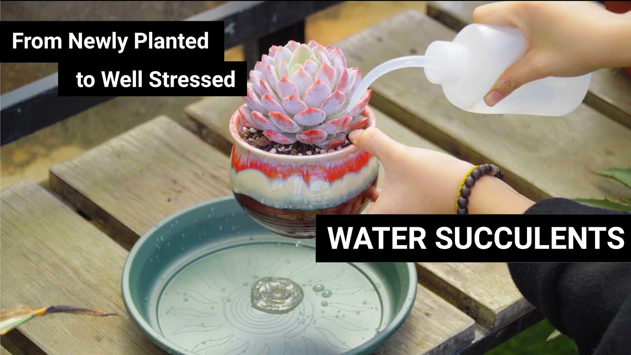 WATER SUCCULENTS - From Newly Planted to Well Stressed // Joy Garden Succulent