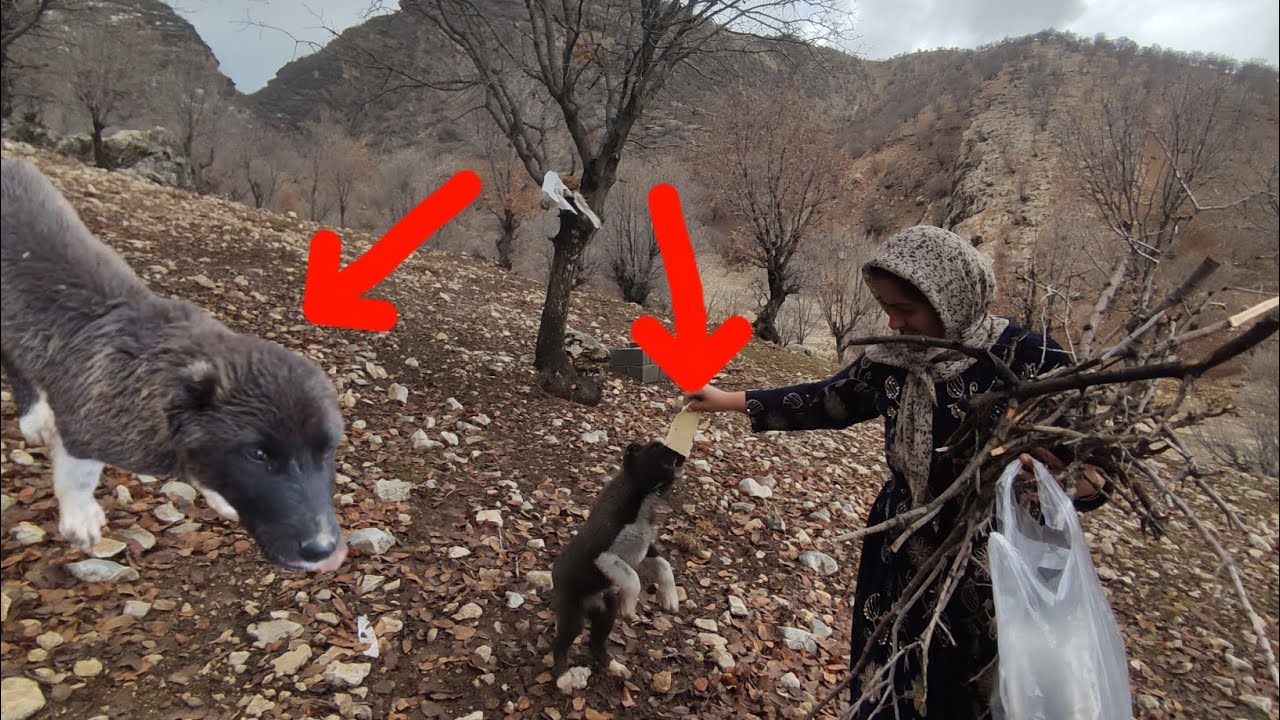 Kindness in the Heart of the Mountains: A Nomadic Woman Who Shared Bread and Food with a Hungry Dog