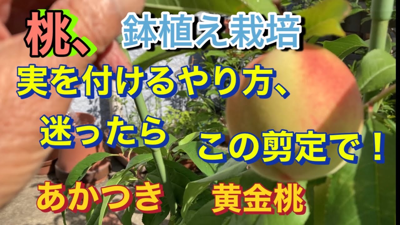 【桃🍑鉢植え栽培】実を付けるやり方、迷ったら、この剪定で！、あかつき、黄金桃、