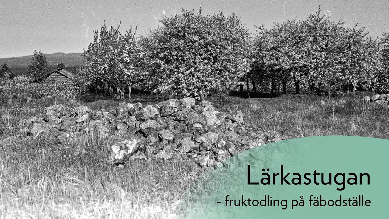 Lärkastugan - fruktodling på fäbodställe
