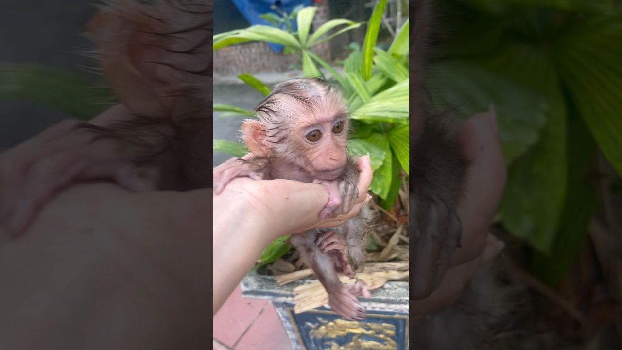 The baby monkey got angry with his friend and ran out here alone.😤
