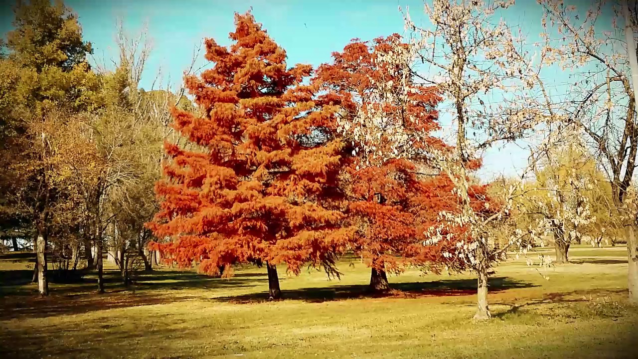 Video Institucional de Bragado