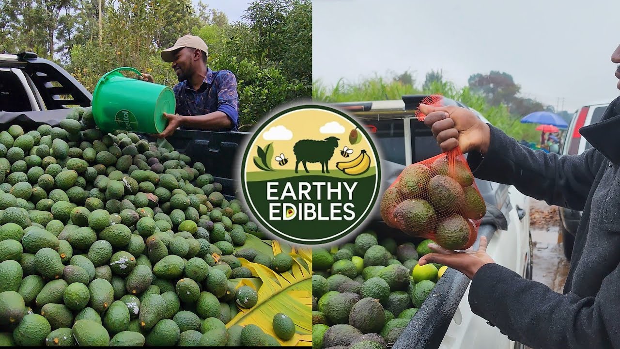 Harvesting Hass Avocados and Taking Them to the Market. Why This is a Million Dollar Investment.