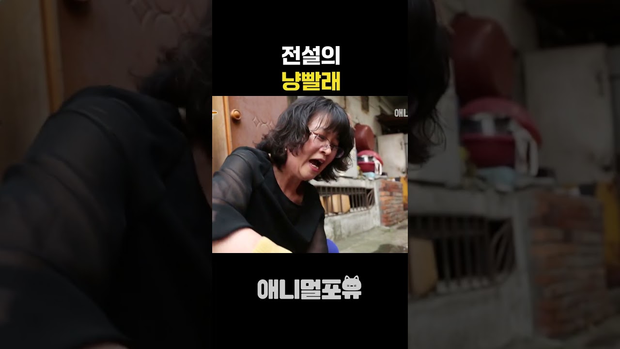 전설의 냥빨래 1탄