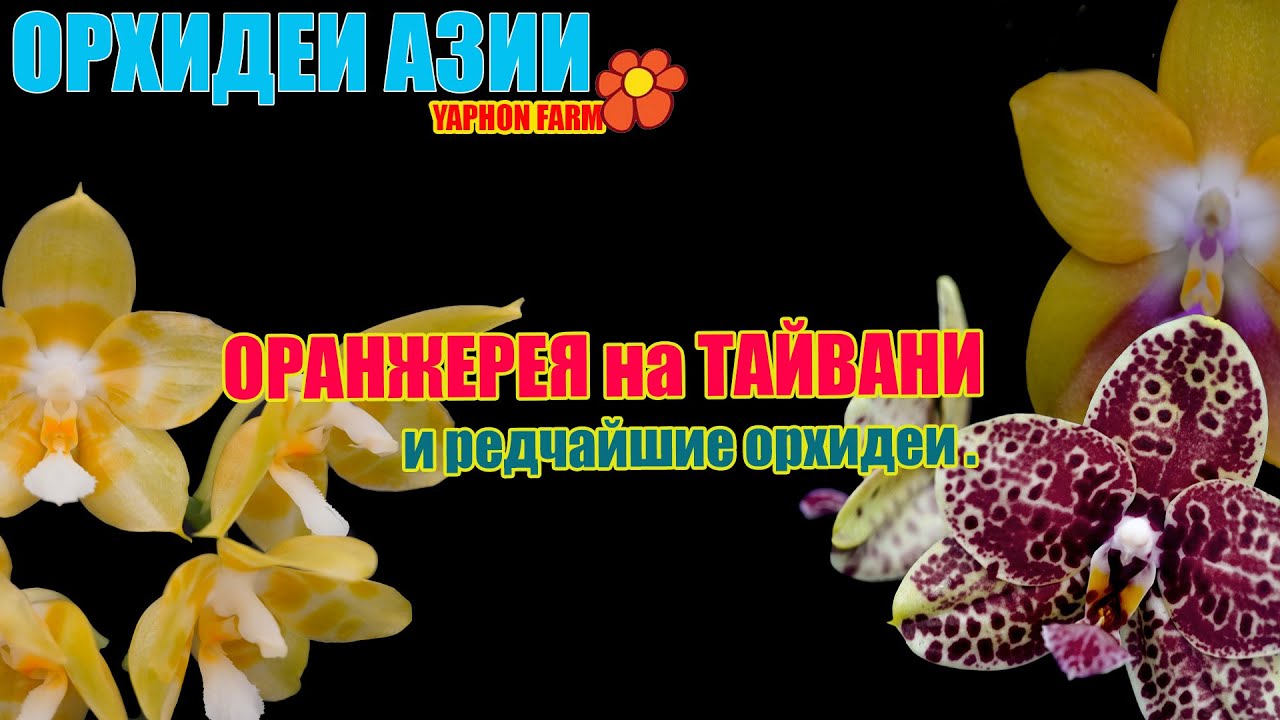 Редчайшие орхидеи, доступные избранным! 🌺