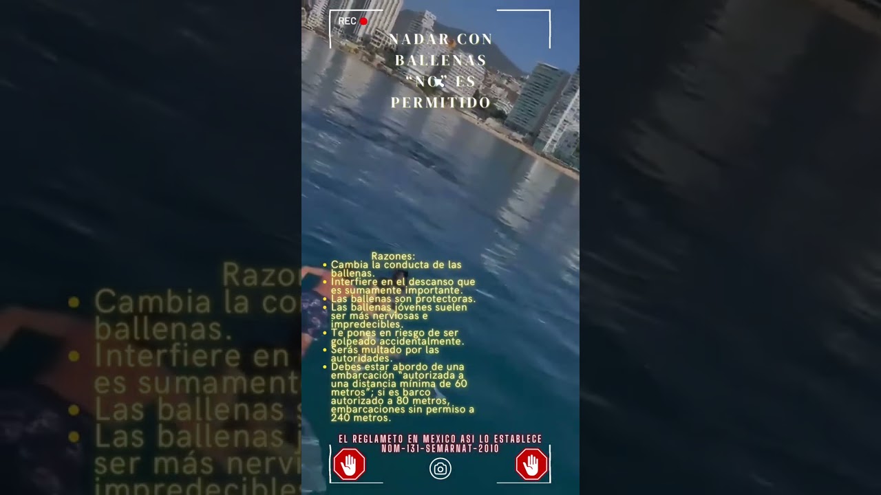 Nado con ballenas prohibido y peligroso ⚠️🐳
