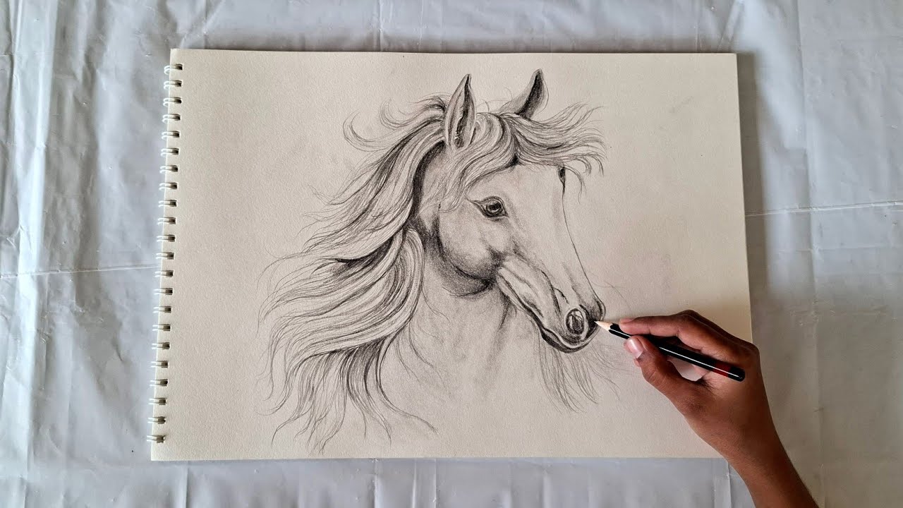 Horse pencil drawing