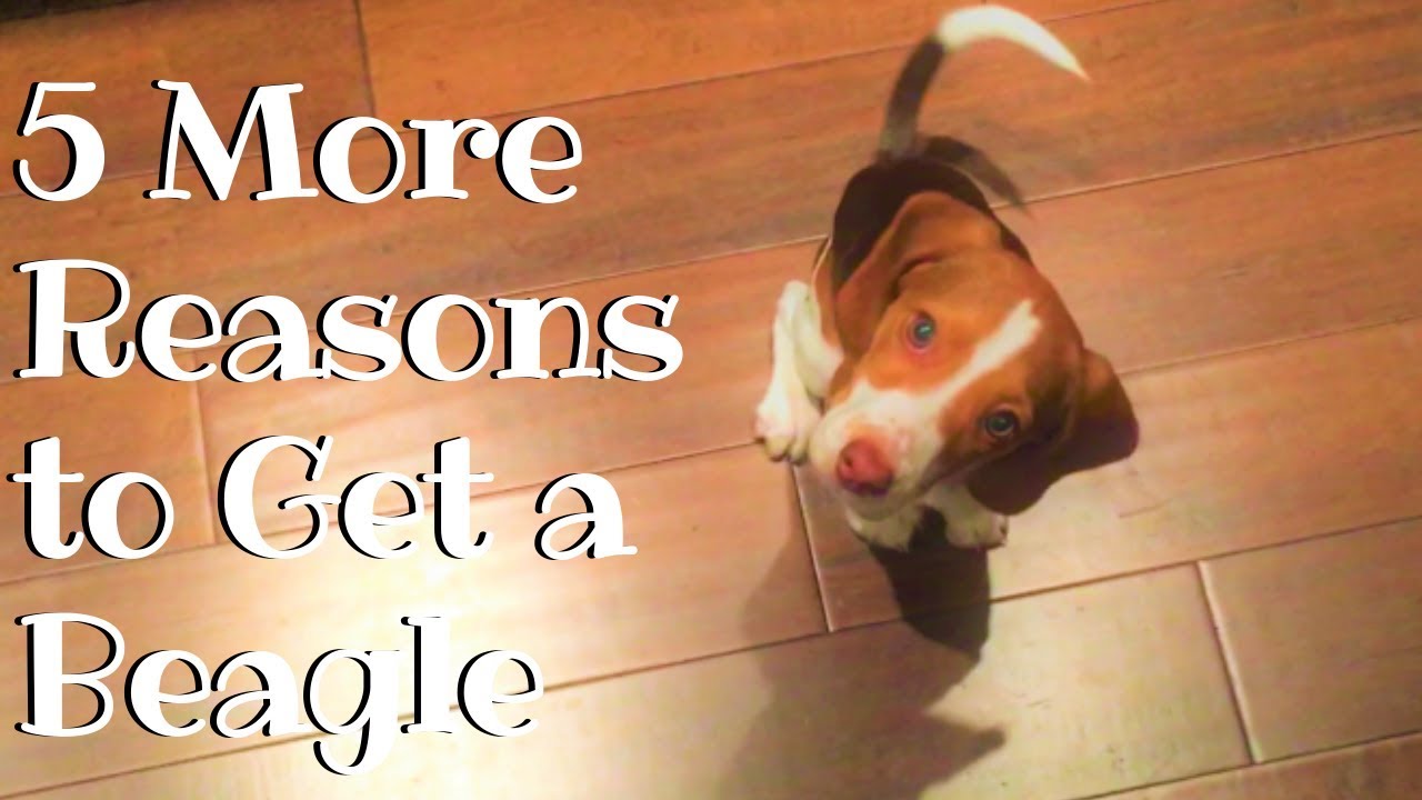 5 More Reasons to Get a Beagle Puppy
