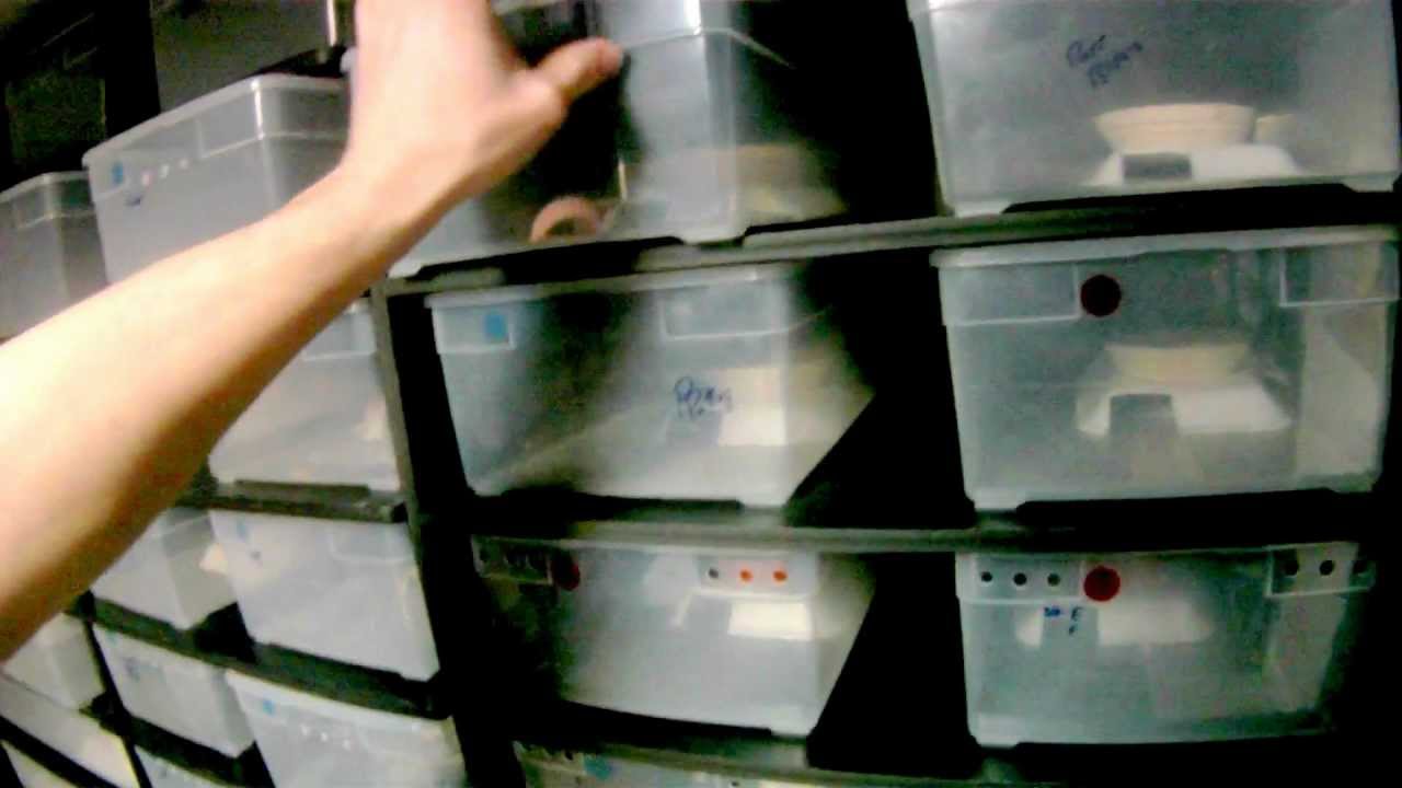 Male Genetic Library