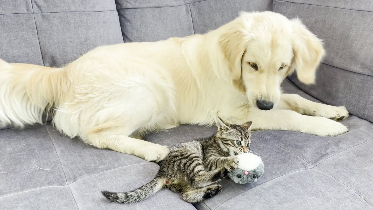 Tiny Kitten doesn't want to Share His Toy with Golden Retriever!