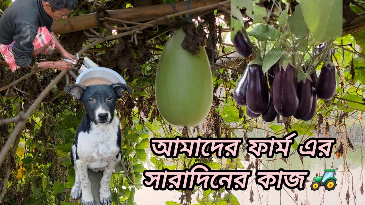 আজকে দেখুন ফার্ম এর মাছ ধরা 🐟 🐠 #grambanglavlog 
