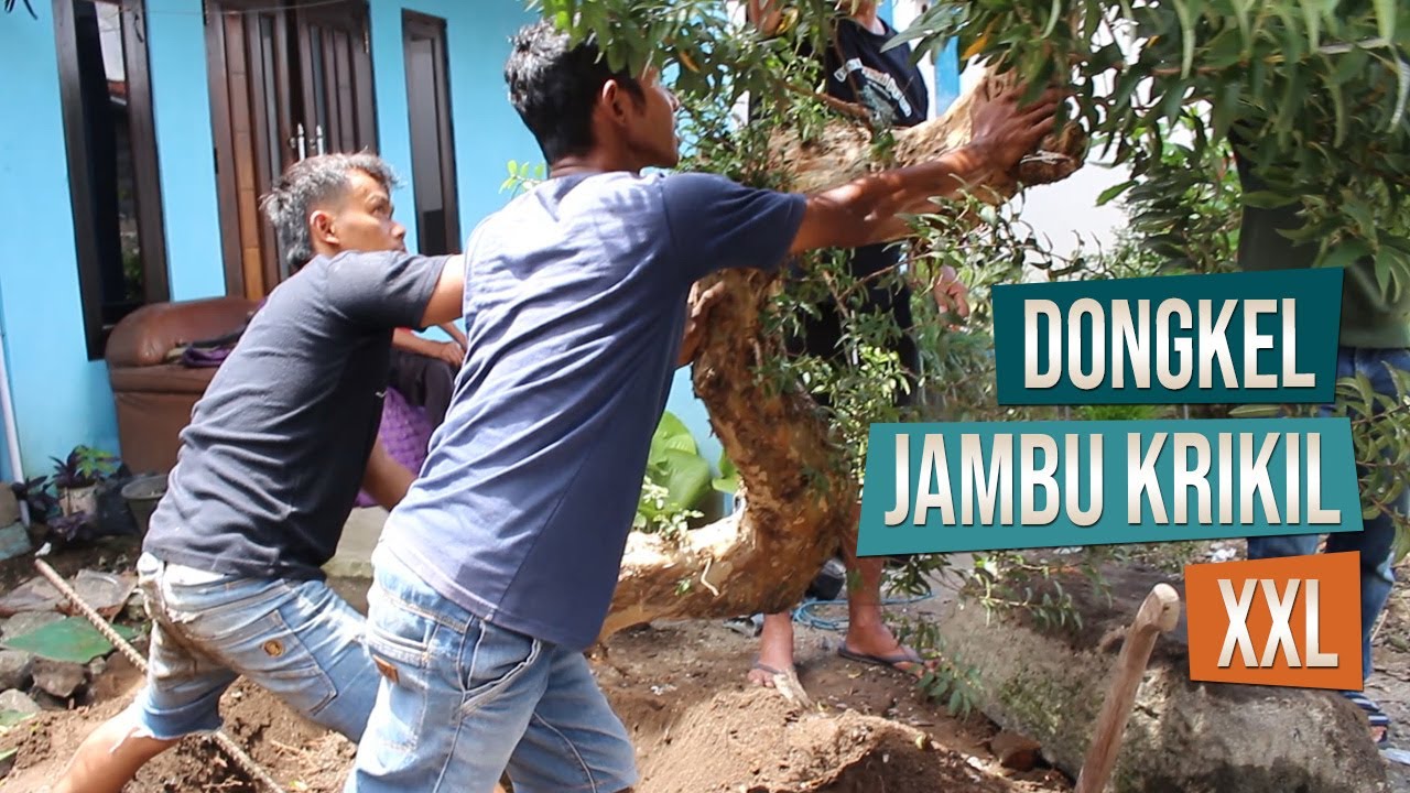 Dongkel Jambu Krikil XXL Bersama Mas Asep Maulana Dan Mas Cholies Orlando