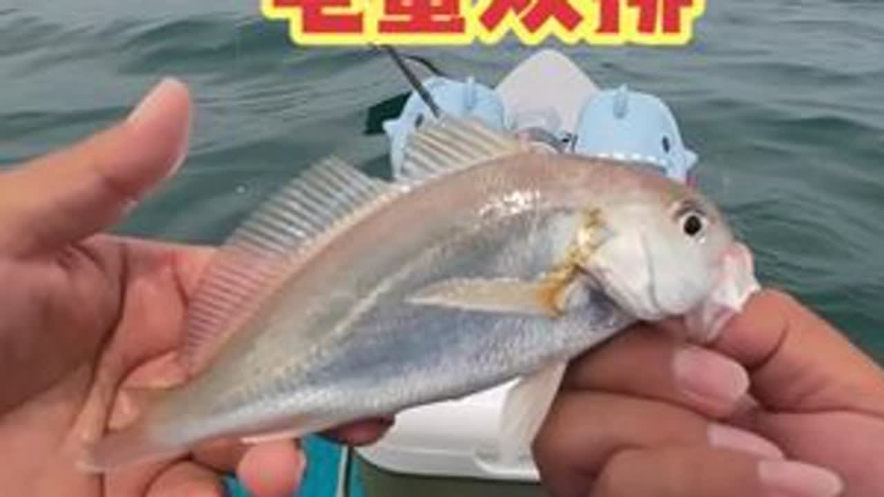 龟蜜双排桨板出海钓鱼了啊啊啊 #钓鱼 #钓鱼人 #海钓 #户外