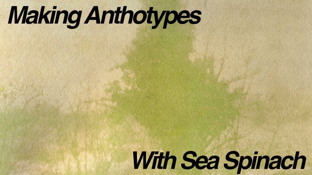 Making Anthotypes With Sea Spinach