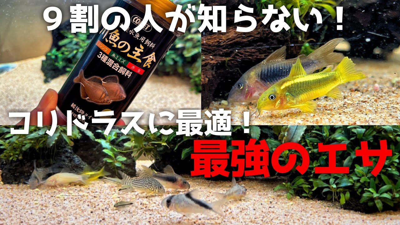 コリドラスに最適のエサ！をコスパ・食いつき・汎用性に優れた最高のエサを紹介！
