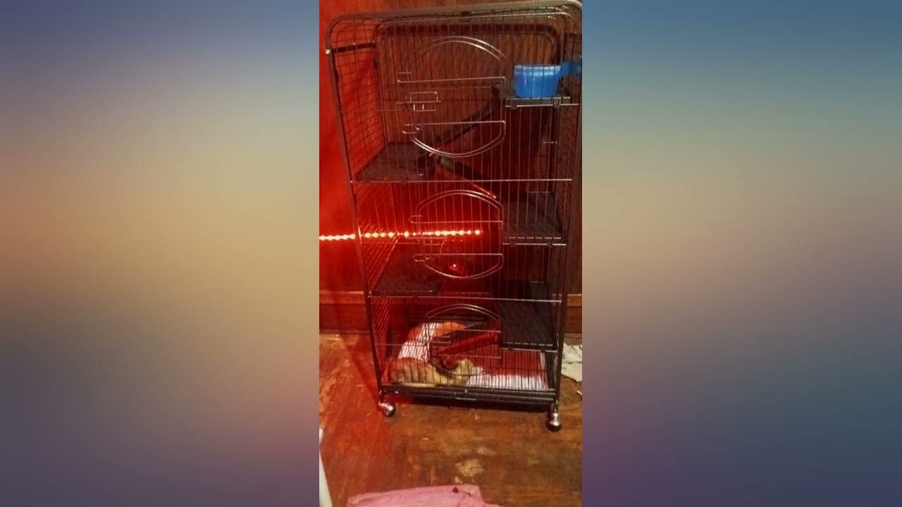 Topeakmart 6 Level 52/u2019/u2019 Large Ferret Cage Chinchilla Squirrels Rabbit review