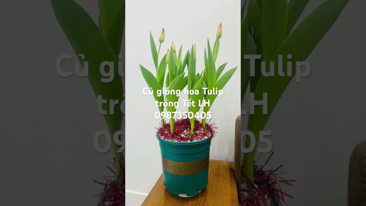 Củ giống hoa Tulip trồng Tết lh 0987350405 #cugionghoatulip #hoatulip #flowers