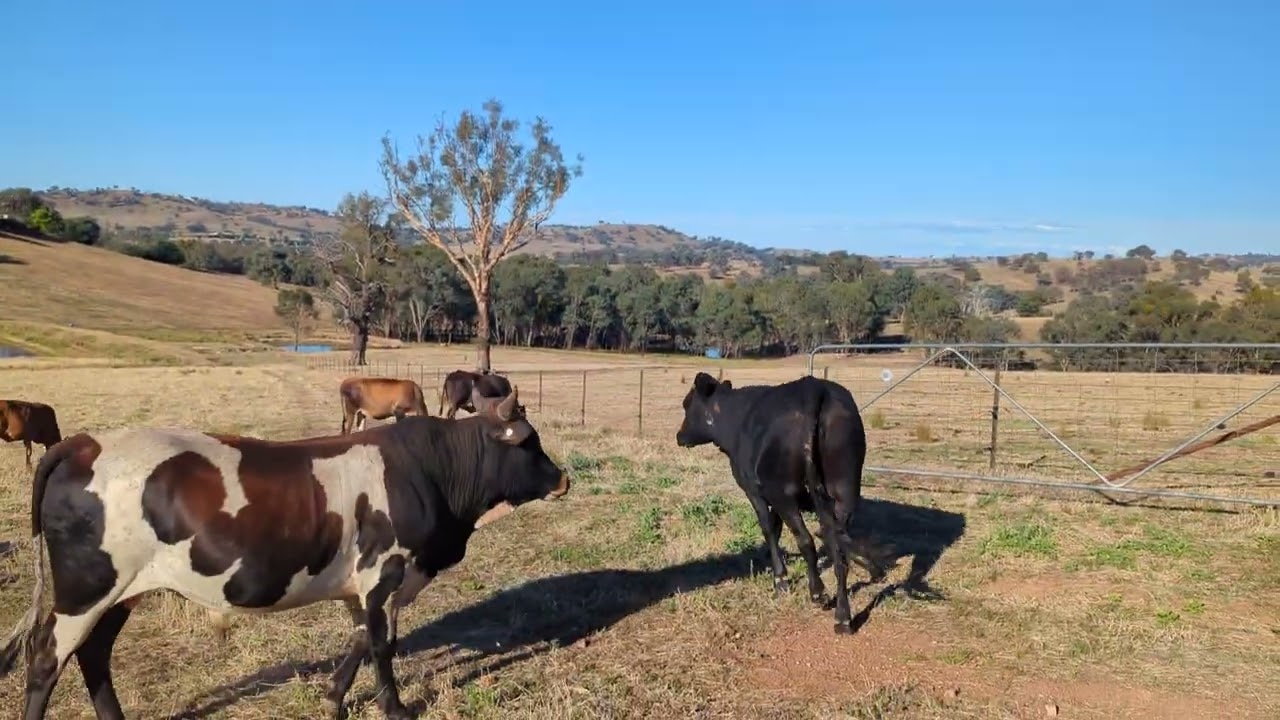 Joining more Nguni Bulls together!