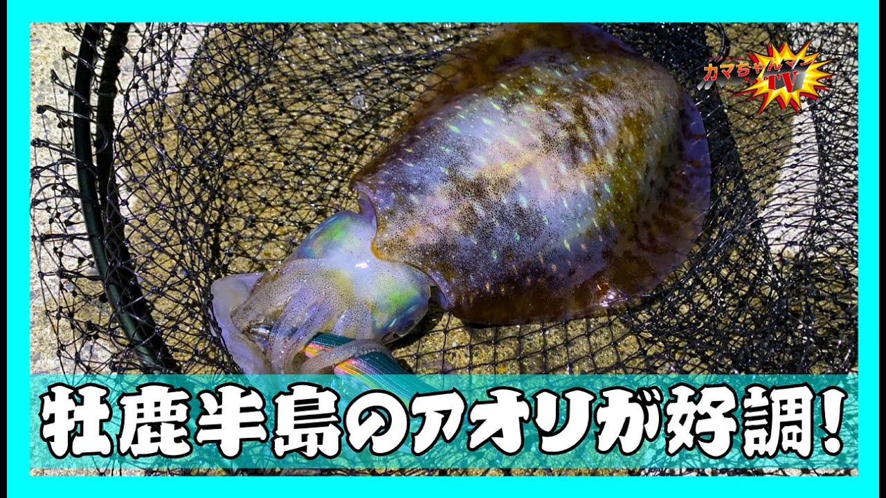 【宮城釣り】牡鹿半島アオリイカ2025。軍艦グリーンでイイ感じ！