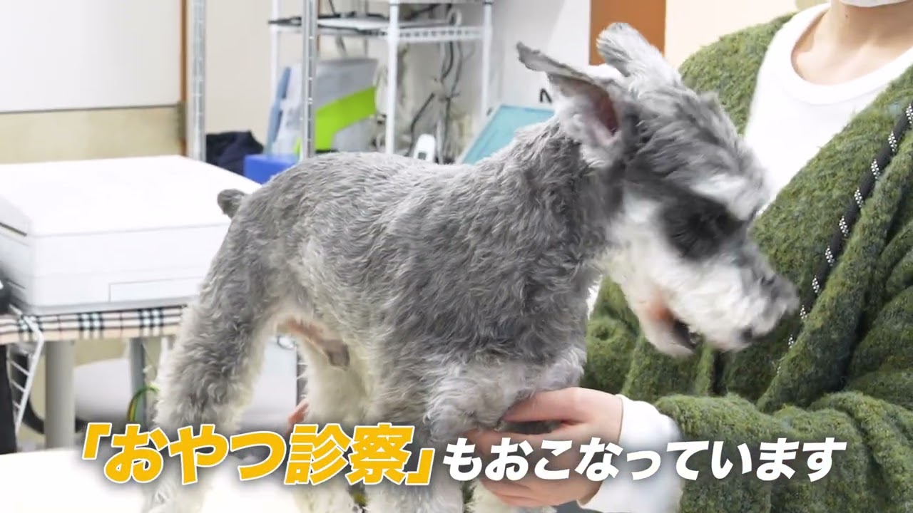 東京都東村山市の動物病院なら”東村山どうぶつ病院” B