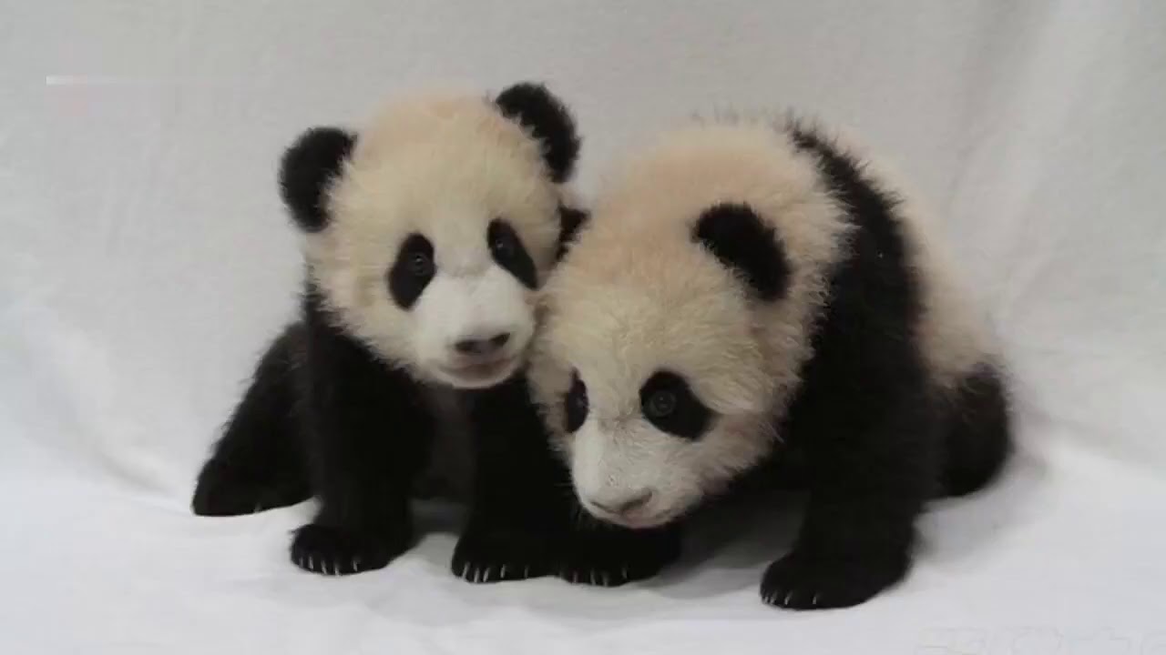 The story of two pandas, one named Meibang and the other named Yongbang 35