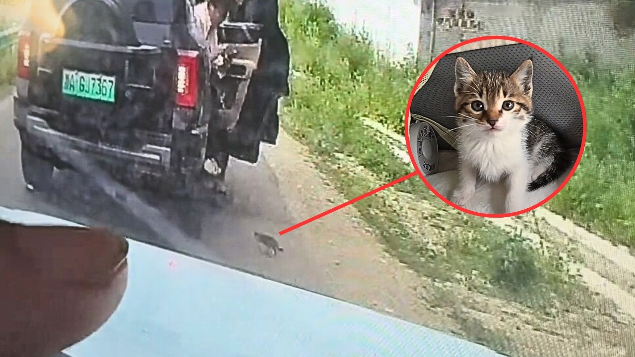 На трассе котёнок шёл за впереди едущей машиной, и с тех пор он стал милым спутником нашего пути.