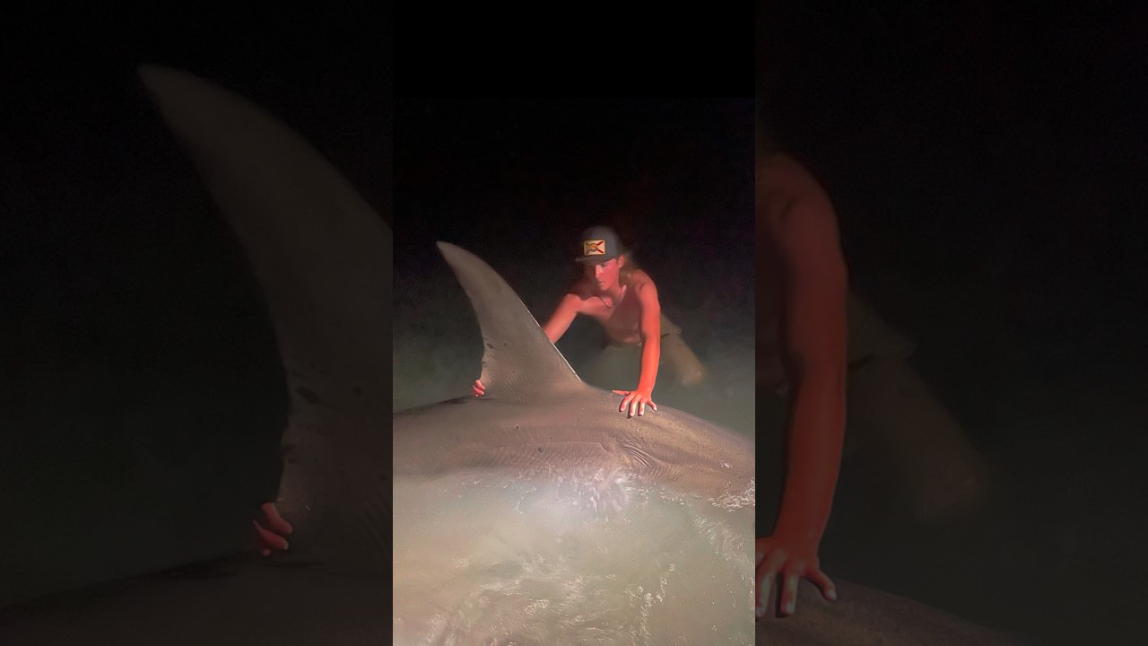 14 Foot Hammerhead Shark Caught On Sanibel Island Florida #@239drew_