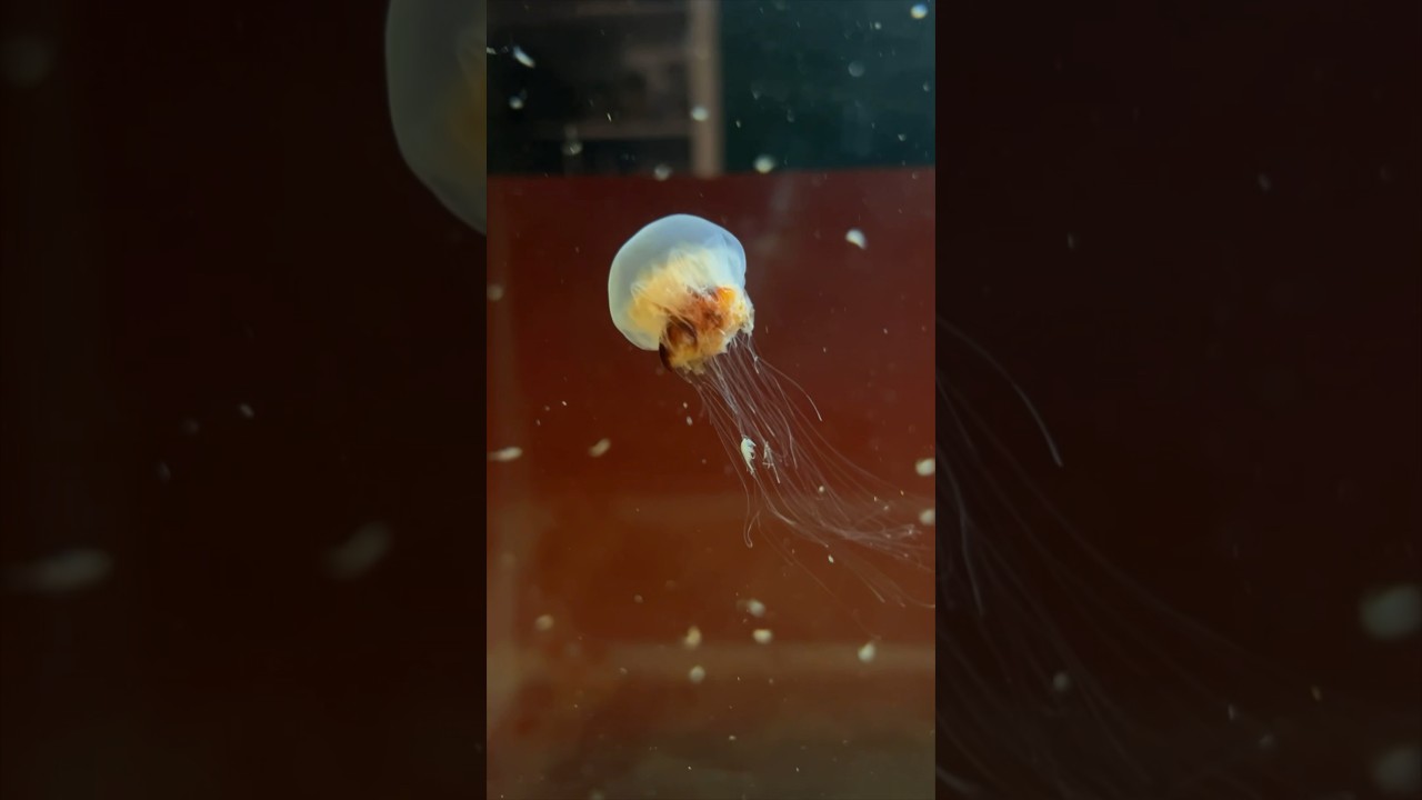Keeping jellyfish in rectangular tanks? 