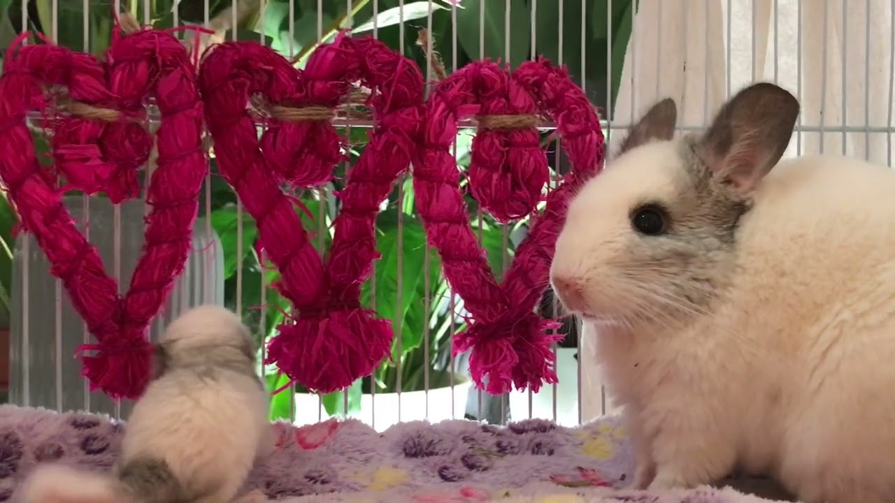 Three newborn chinchillas with their mother (Sparkle)