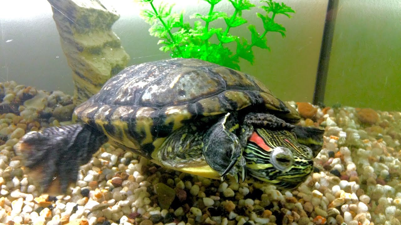How I Clean My Turtle's Tank Guide