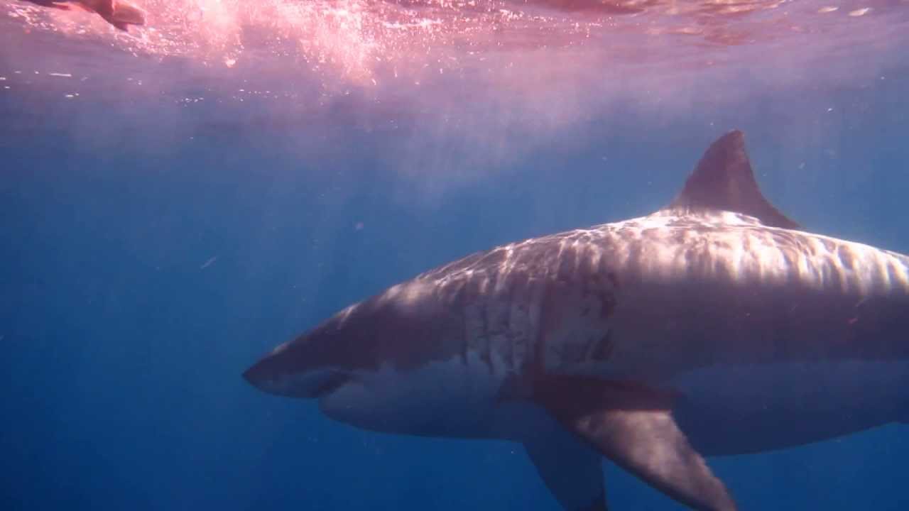 HUGE 18 FT Great White Shark - Guadalupe Island